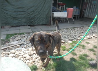 SHELL - Welche starke, erfahrene Hand zeigt mir das Leben?