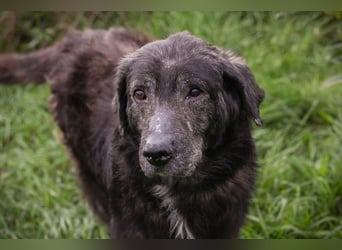 ORION - der ruhige, zugängliche und brave Rüde liebt Menschen und Artgenossen