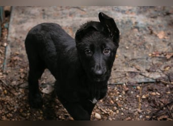 Welpe Chip-Nr. 264844 - der süße Racker freut sich auf spannende Abenteuer mit seinen Menschen!