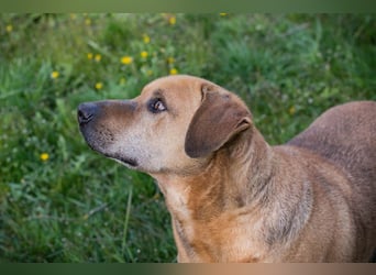 QUINCY - der ruhige + verschmuste große Rüde möchte das Leben zusammen mit seinen Menschen genießen