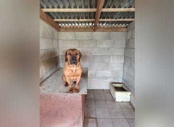 DIMI - momentan noch etwas zurückhaltend, braucht klare Regeln und zuverlässige Menschen