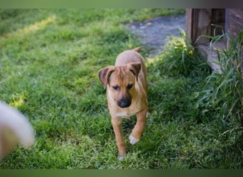 Welpe LISA - kuscheln, lernen, spielen - schenkst du mir ein Zuhause?