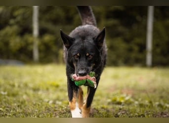 WATSON - fröhlicher, menschenbezogener Rüde sucht aktive, unternehmungslustige Familie