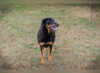 DEGAS - der ausgeglichene, ruhige Rüde träumt von einem liebevollen Für-Immer Zuhause