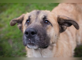 SERINA - die hübsche Maus freut sich auf tolle Abenteuer mit ihren Menschen!