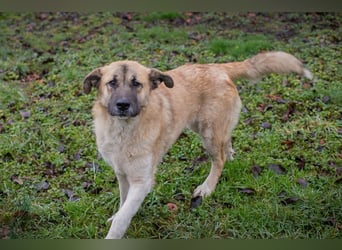 SERINA - die hübsche Maus freut sich auf tolle Abenteuer mit ihren Menschen!