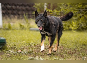WATSON - fröhlicher, menschenbezogener Rüde sucht aktive, unternehmungslustige Familie