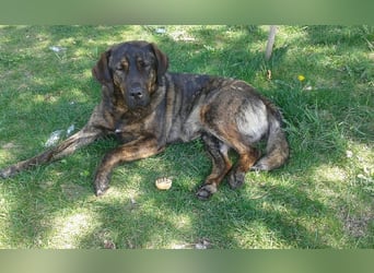 SHELL - Welche starke, erfahrene Hand zeigt mir das Leben?