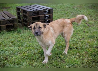 SERINA - die hübsche Maus freut sich auf tolle Abenteuer mit ihren Menschen!