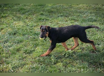 Welpe ABBY - ich suche eine Familie die mich liebt und niemals alleine lässt...