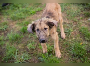 Welpe JOE - der süße Rüde freut sich auf tolle Abenteuer mit seiner Familie!