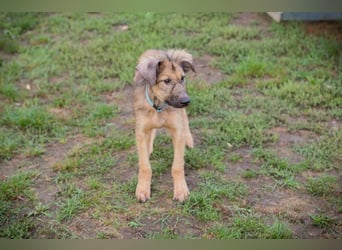 Welpe JOE - der süße Rüde freut sich auf tolle Abenteuer mit seiner Familie!