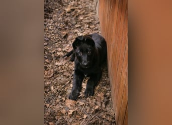 Welpe Chip-Nr. 264844 - der süße Racker freut sich auf spannende Abenteuer mit seinen Menschen!