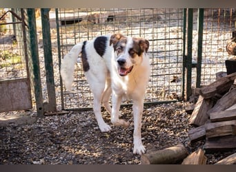 MARLON - der große und starke liebe Junge sucht eine unternehmungslustige Familie