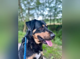 OSKAR - wer zeigt dem verspielten, klugen Rüden, wie schön ein Hundeleben sein kann?