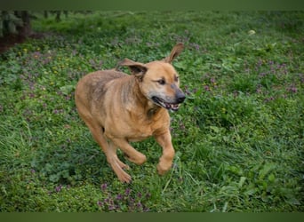 QUINCY - der ruhige + verschmuste große Rüde möchte das Leben zusammen mit seinen Menschen genießen