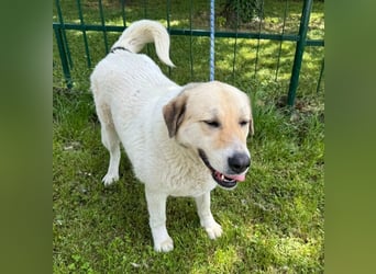 KAMILA - ruhige, nette und besonnene Herdenschutz-Mix-Hündin sucht erfahrene Familie