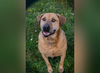 QUINCY - der ruhige + verschmuste große Rüde möchte das Leben zusammen mit seinen Menschen genießen