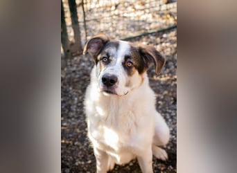 MARLON - der große und starke liebe Junge sucht eine unternehmungslustige Familie