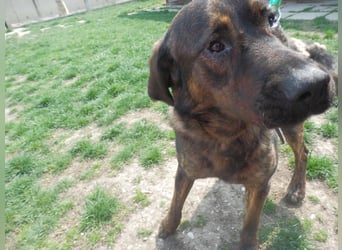 SHELL - Welche starke, erfahrene Hand zeigt mir das Leben?