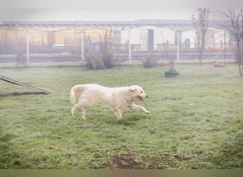 Chip-Nr. 249319 - das freundliche Kerlchen freut sich auf tolle Abenteuer mit seiner Familie!