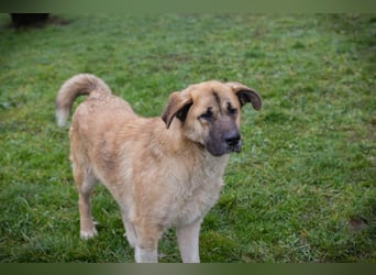 SERINA - die hübsche Maus freut sich auf tolle Abenteuer mit ihren Menschen!