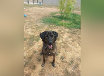 SHELL - Welche starke, erfahrene Hand zeigt mir das Leben?