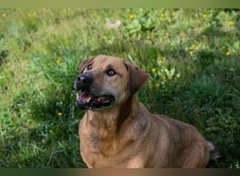 QUINCY - der ruhige + verschmuste große Rüde möchte das Leben zusammen mit seinen Menschen genießen