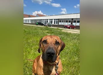 DIMI - momentan noch etwas zurückhaltend, braucht klare Regeln und zuverlässige Menschen