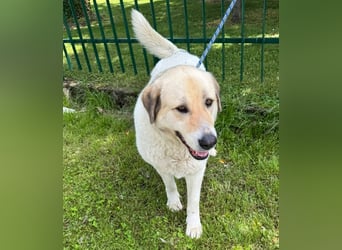 KAMILA - ruhige, nette und besonnene Herdenschutz-Mix-Hündin sucht erfahrene Familie