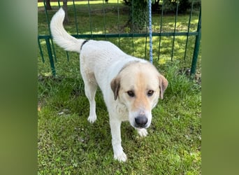 KAMILA - ruhige, nette und besonnene Herdenschutz-Mix-Hündin sucht erfahrene Familie