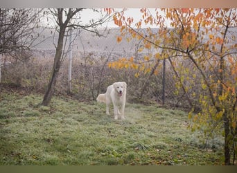 Chip-Nr. 249319 - das freundliche Kerlchen freut sich auf tolle Abenteuer mit seiner Familie!