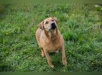 QUINCY - der ruhige + verschmuste große Rüde möchte das Leben zusammen mit seinen Menschen genießen