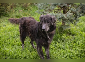 ORION - der ruhige, zugängliche und brave Rüde liebt Menschen und Artgenossen