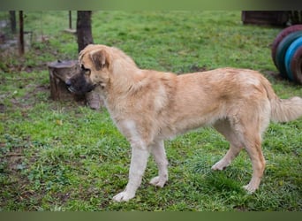 SERINA - die hübsche Maus freut sich auf tolle Abenteuer mit ihren Menschen!