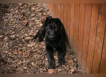 Welpe Chip-Nr. 264844 - der süße Racker freut sich auf spannende Abenteuer mit seinen Menschen!