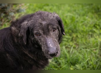 ORION - der ruhige, zugängliche und brave Rüde liebt Menschen und Artgenossen