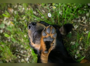 Welpe LESEDI - die aufgeweckte kleine Maus freut sich auf tolle Abenteuer mit ihren Menschen!