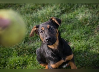 Welpe ABBY - ich suche eine Familie die mich liebt und niemals alleine lässt...