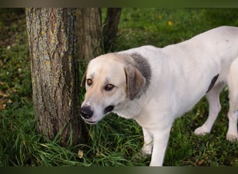 KAMILA - ruhige, nette und besonnene Herdenschutz-Mix-Hündin sucht erfahrene Familie