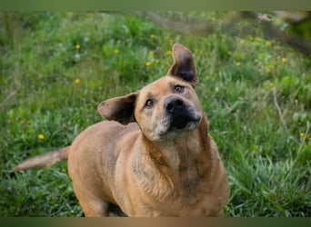 QUINCY - der ruhige + verschmuste große Rüde möchte das Leben zusammen mit seinen Menschen genießen