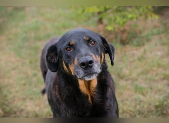 DEGAS - der ausgeglichene, ruhige Rüde träumt von einem liebevollen Für-Immer Zuhause