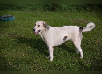 KAMILA - ruhige, nette und besonnene Herdenschutz-Mix-Hündin sucht erfahrene Familie