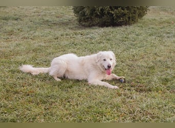 Chip-Nr. 249319 - das freundliche Kerlchen freut sich auf tolle Abenteuer mit seiner Familie!