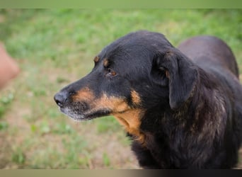 DEGAS - der ausgeglichene, ruhige Rüde träumt von einem liebevollen Für-Immer Zuhause