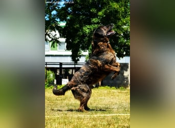 SHELL - Welche starke, erfahrene Hand zeigt mir das Leben?