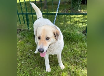 KAMILA - ruhige, nette und besonnene Herdenschutz-Mix-Hündin sucht erfahrene Familie