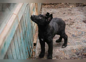 Welpe Chip-Nr. 264844 - der süße Racker freut sich auf spannende Abenteuer mit seinen Menschen!