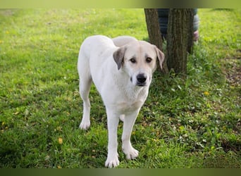 KAMILA - ruhige, nette und besonnene Herdenschutz-Mix-Hündin sucht erfahrene Familie