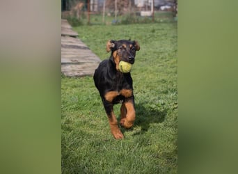 Welpe ABBY - ich suche eine Familie die mich liebt und niemals alleine lässt...